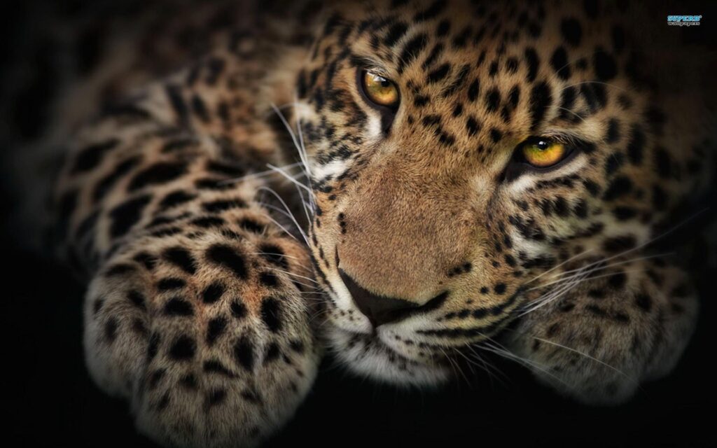 Wallpapers Leopard