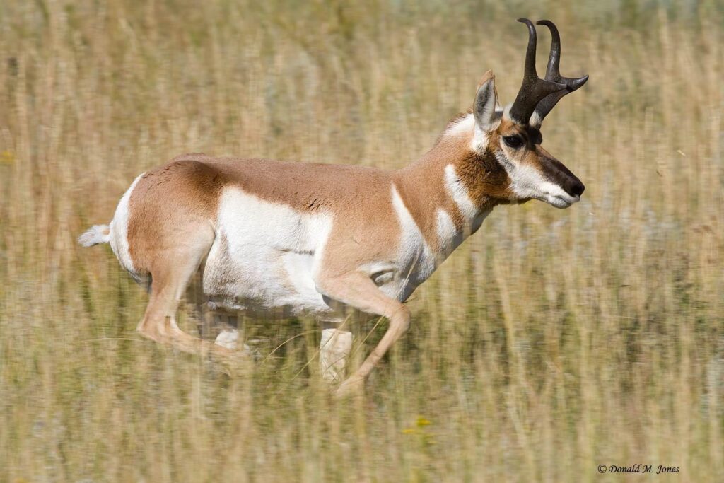 Antelope, Shape of Horns