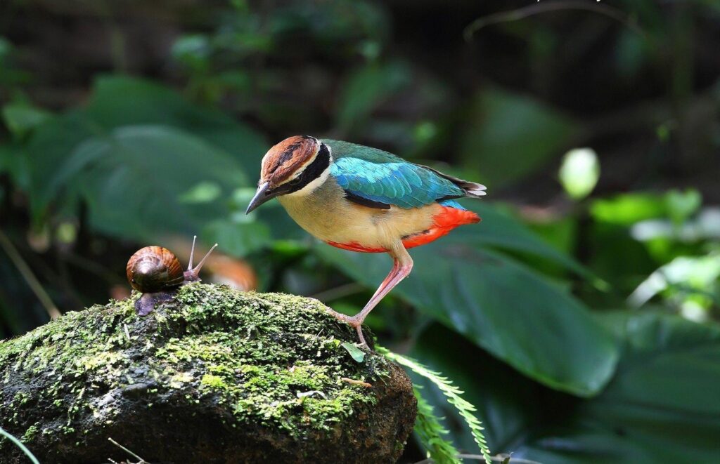 Birds Snail Animals Birds Nature Bird Snails Wallpapers With And