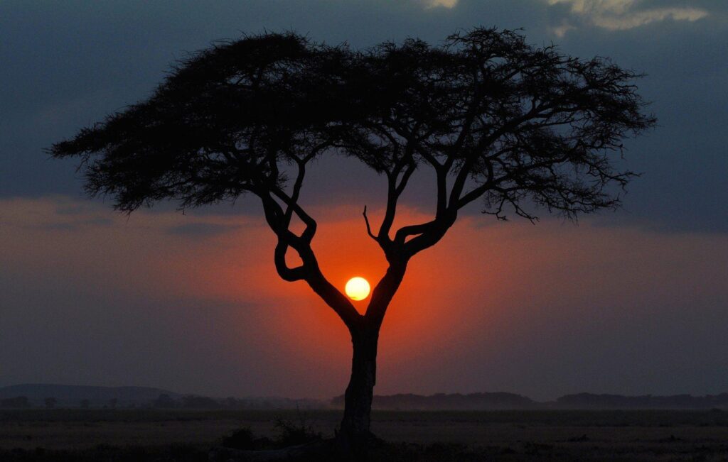 Africa night tree sunset kenya landscape savannah sun 2K wallpapers