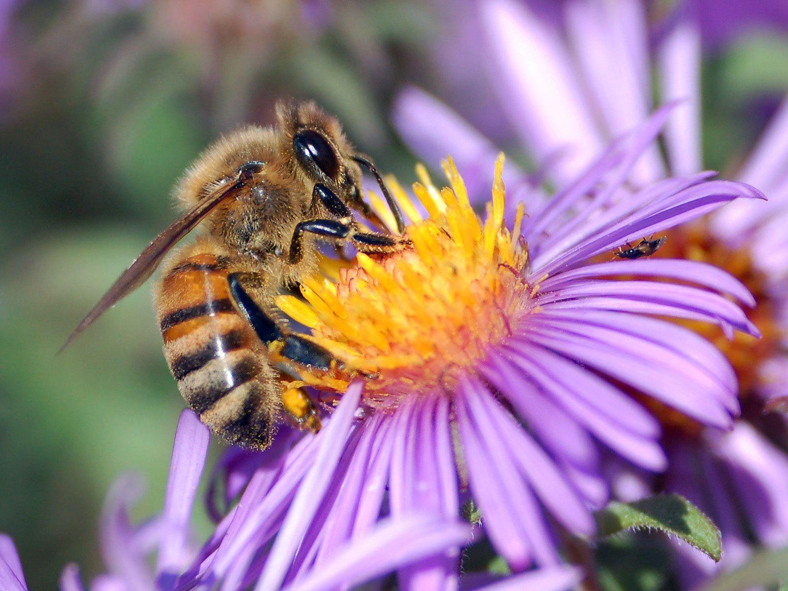 Honey Bee Wallpapers  – Full HD