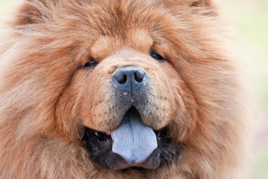 Chow Chow Wallpapers