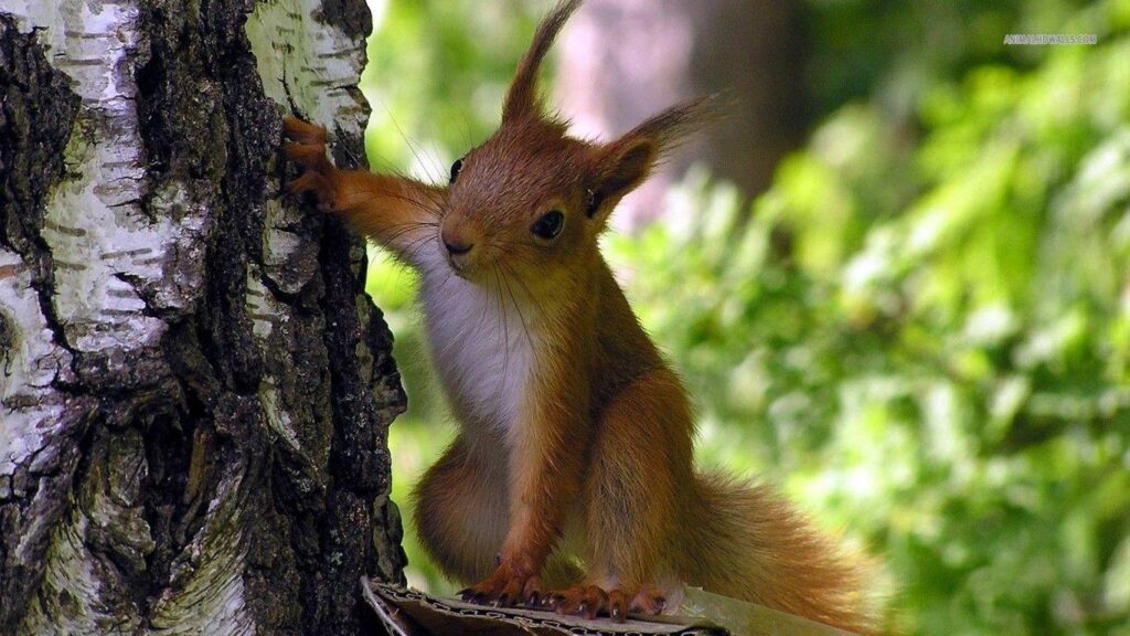 Squirrel wallpapers