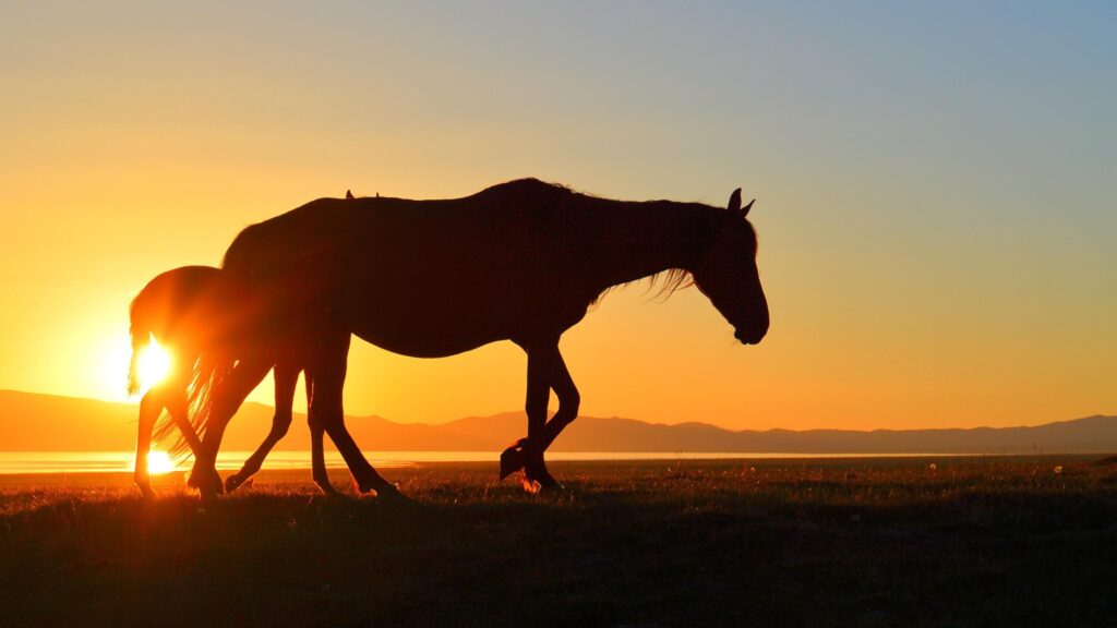 Horse kyrgyzstan song kul sunset lake silhouette Wallpapers HD