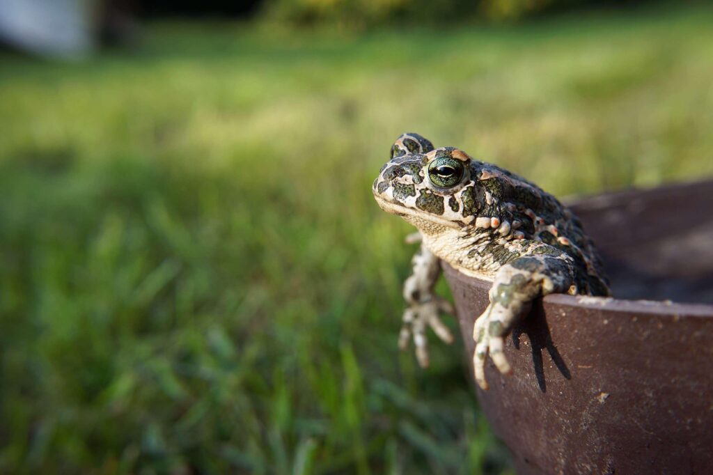 amphibians, animal, frog, nature, toad wallpapers
