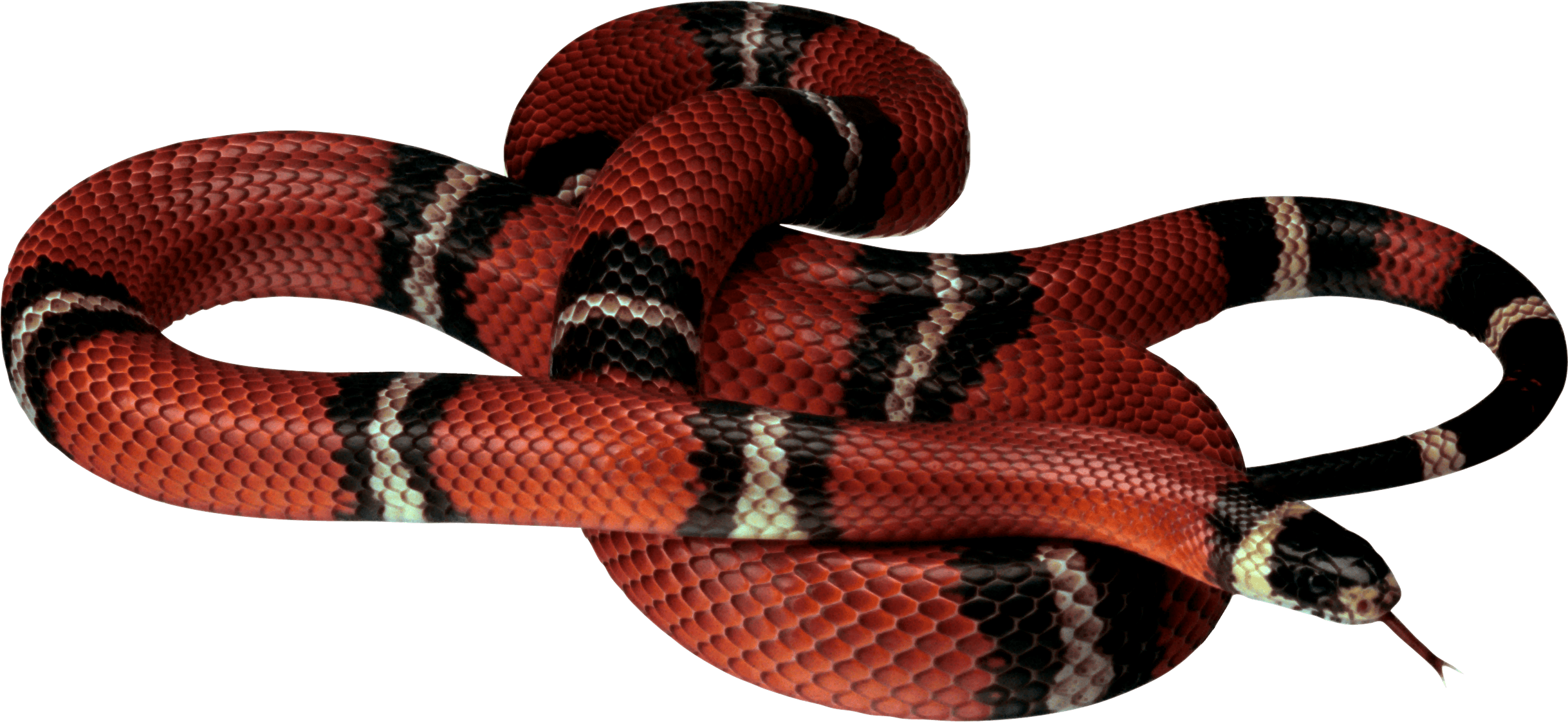 Snake Wallpaper Wallpaper, free download Wallpaper picture snakes