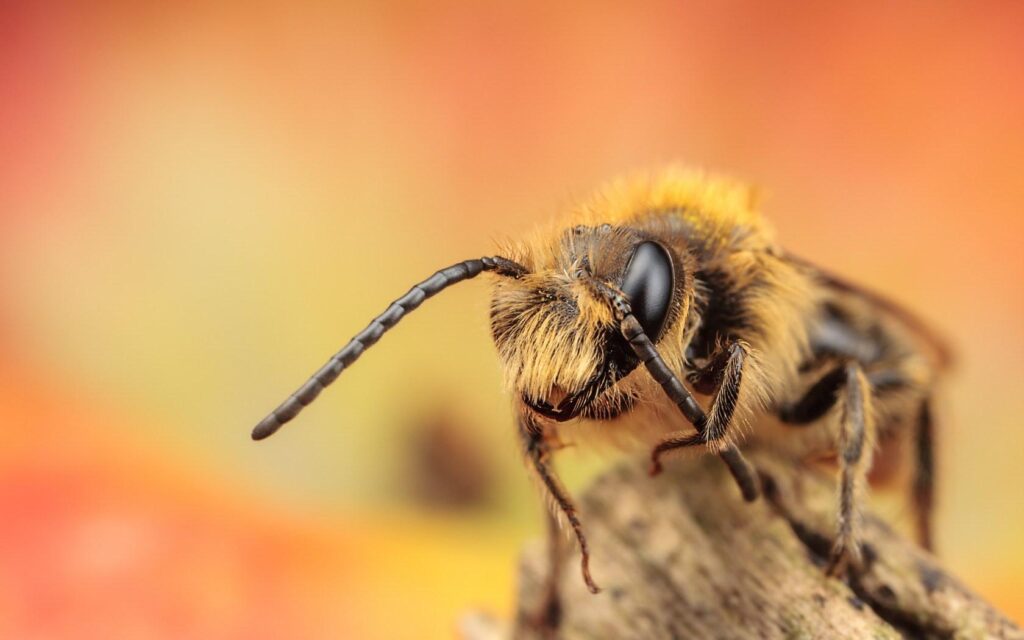 Bees Wallpapers for Walls Wonderful Bee Wallpapers Cartoon Hq Bee