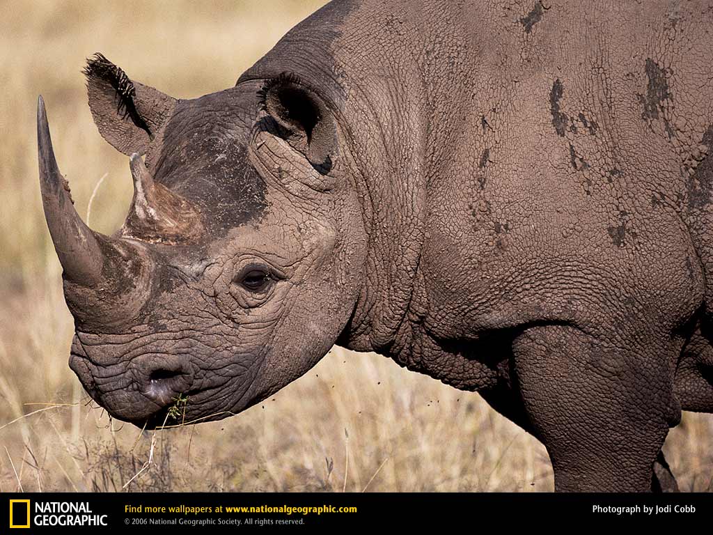 Rhinoceros Picture, Rhinoceros Desk 4K Wallpaper, Free Wallpapers