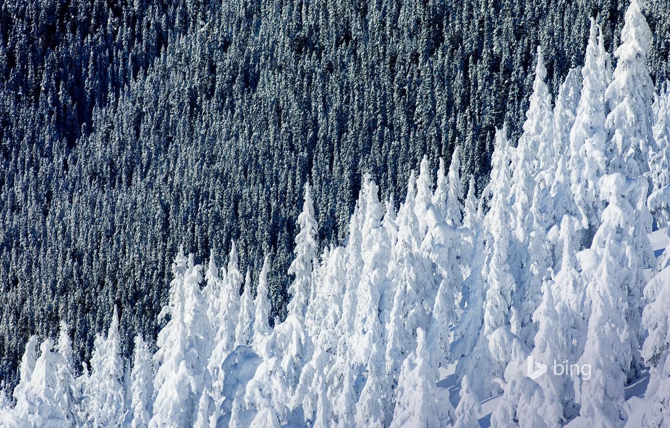 Wallpapers winter, forest, snow, spruce, slope, Canada, British