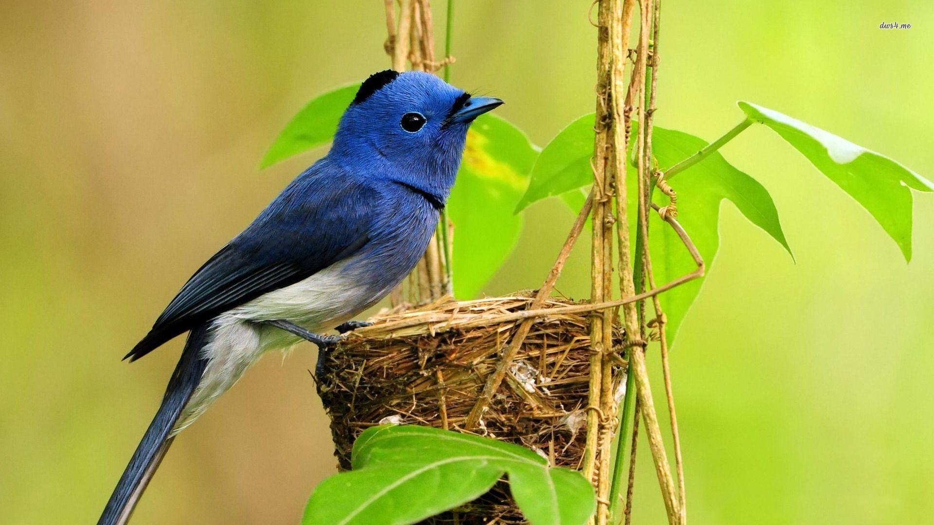 Animals For > Blue Bird Wallpapers