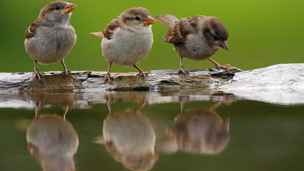 Cute Sparrows Drinking Water