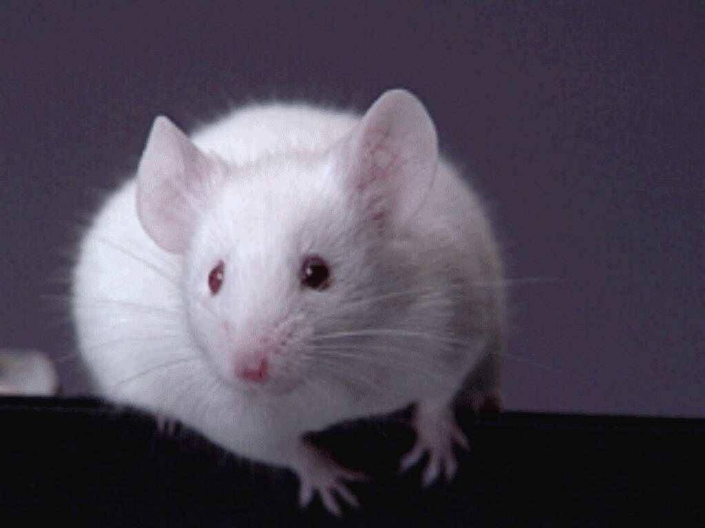 White Rat wallpapers Animals