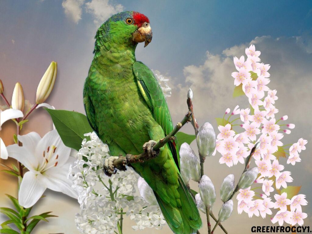 GREEN PARROT Wallpapers and Backgrounds Wallpaper