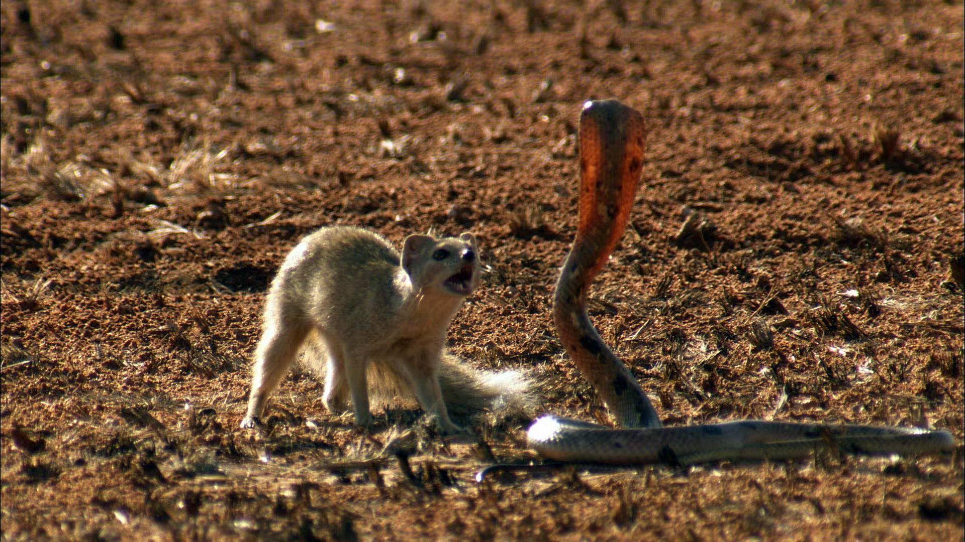 Mongoose Vs Cobra