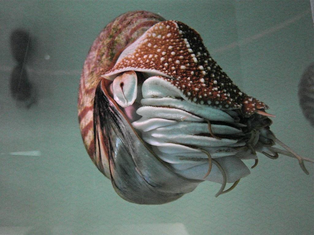 The World’s Best Photos of nautilidae and nautilus