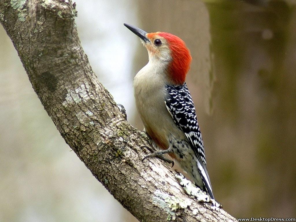 Download Red Bellied Woodpecker Wallpapers