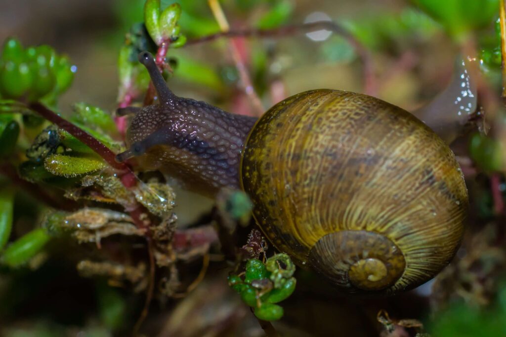Free picture gastropod, invertebrate, detail, nature, slug