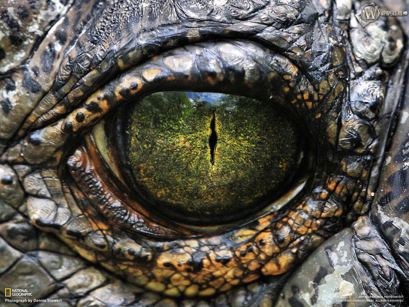 Alligator eye wallpapers