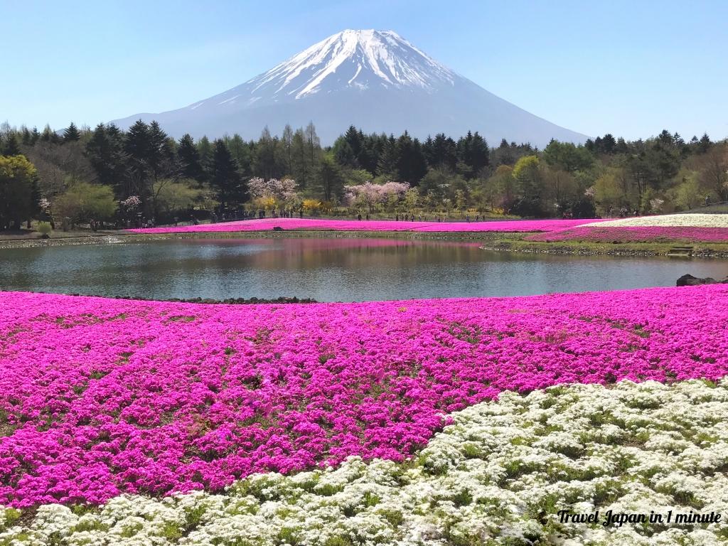 Fuji Shibazakura festival