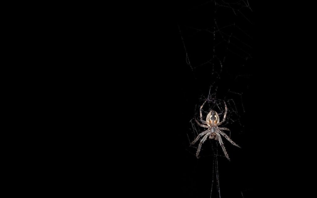 black and white spider wallpapers free
