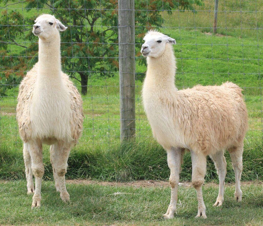 Llama