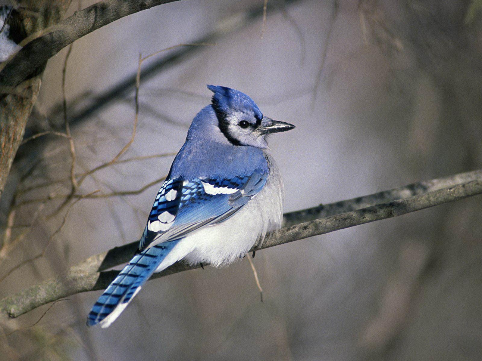 Download Blue Jay Wallpapers Wallpapers