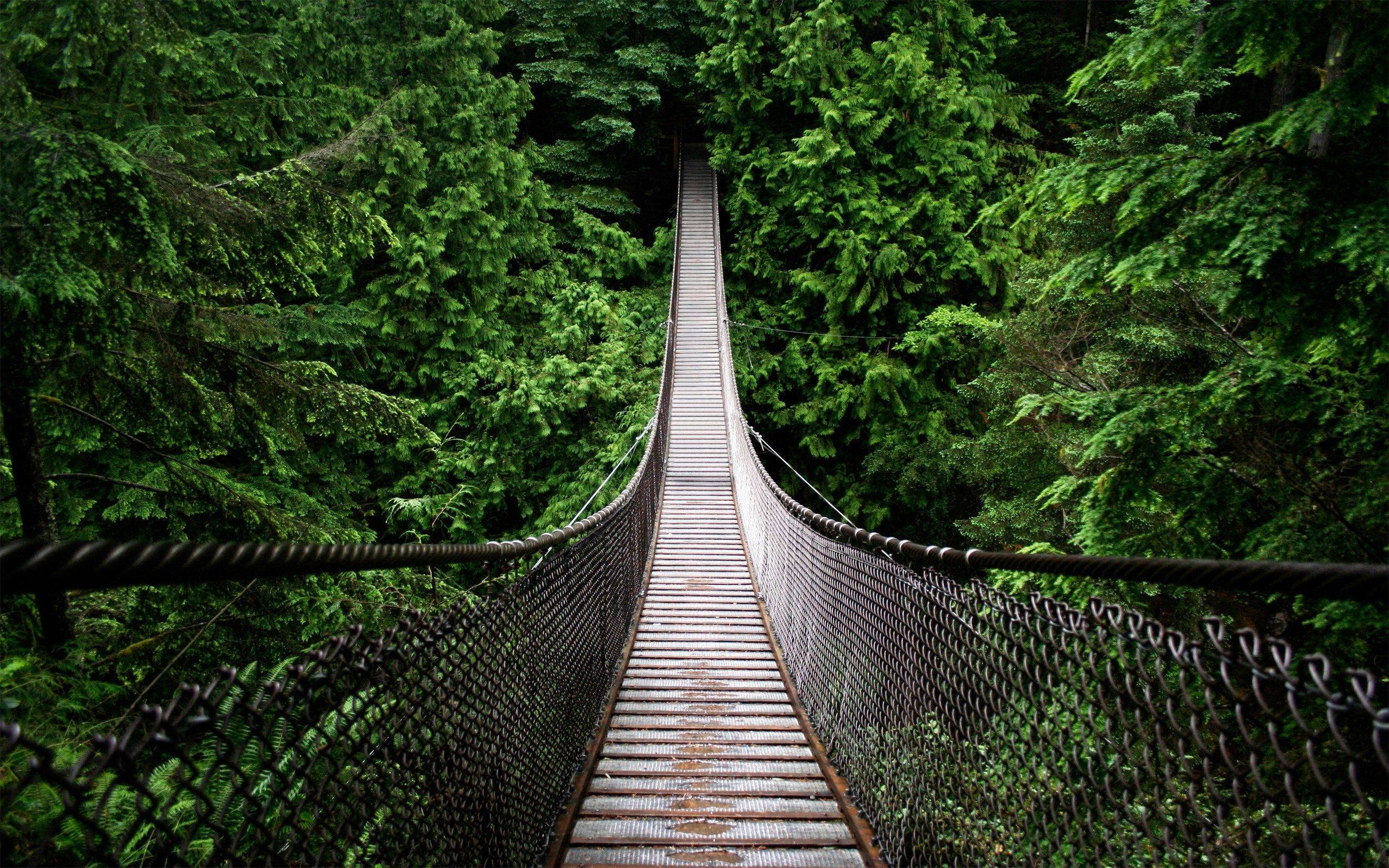 Hanged Bridge in the Jungle Wallpapers and Stock Photo