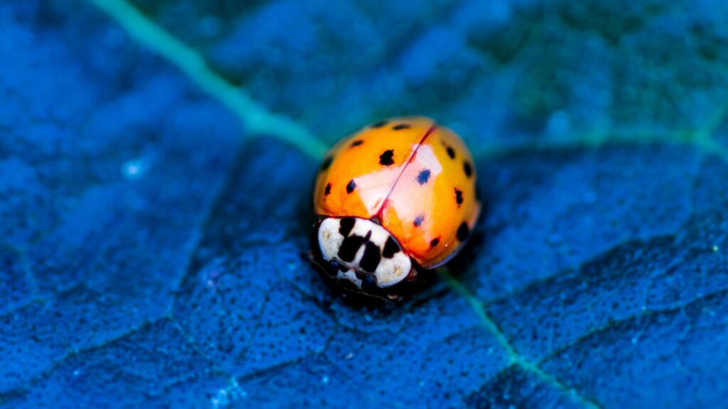 Wallpapers ladybird, beetle, flower, blue, Animals