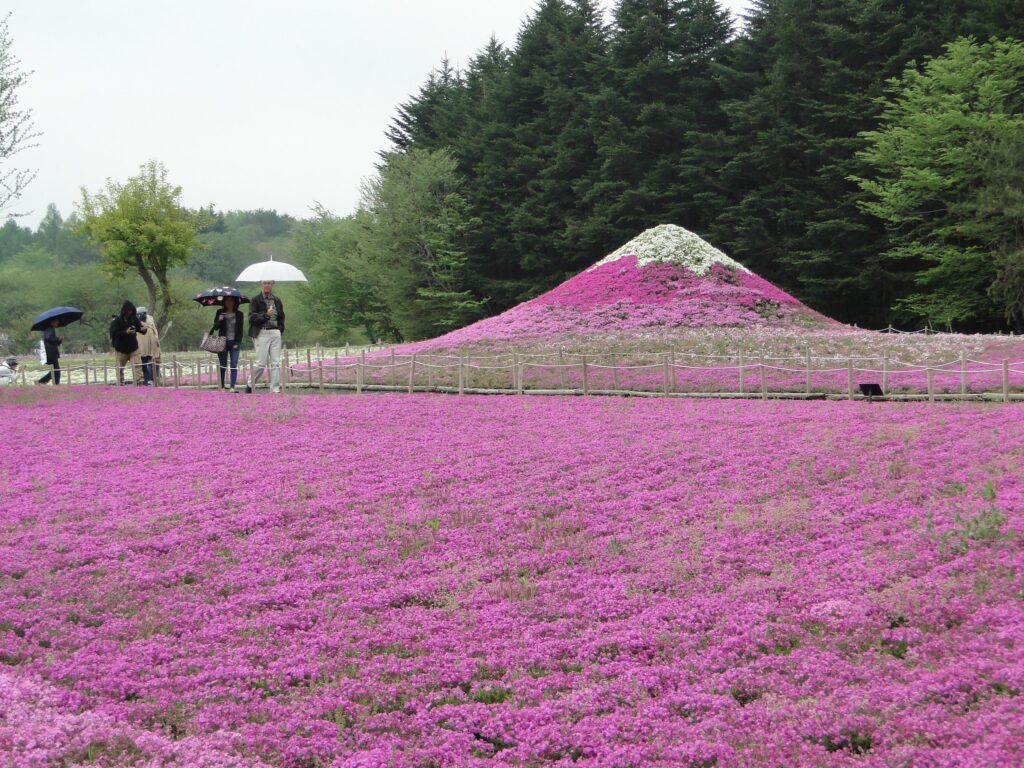 FileFuji Shibazakura Festival