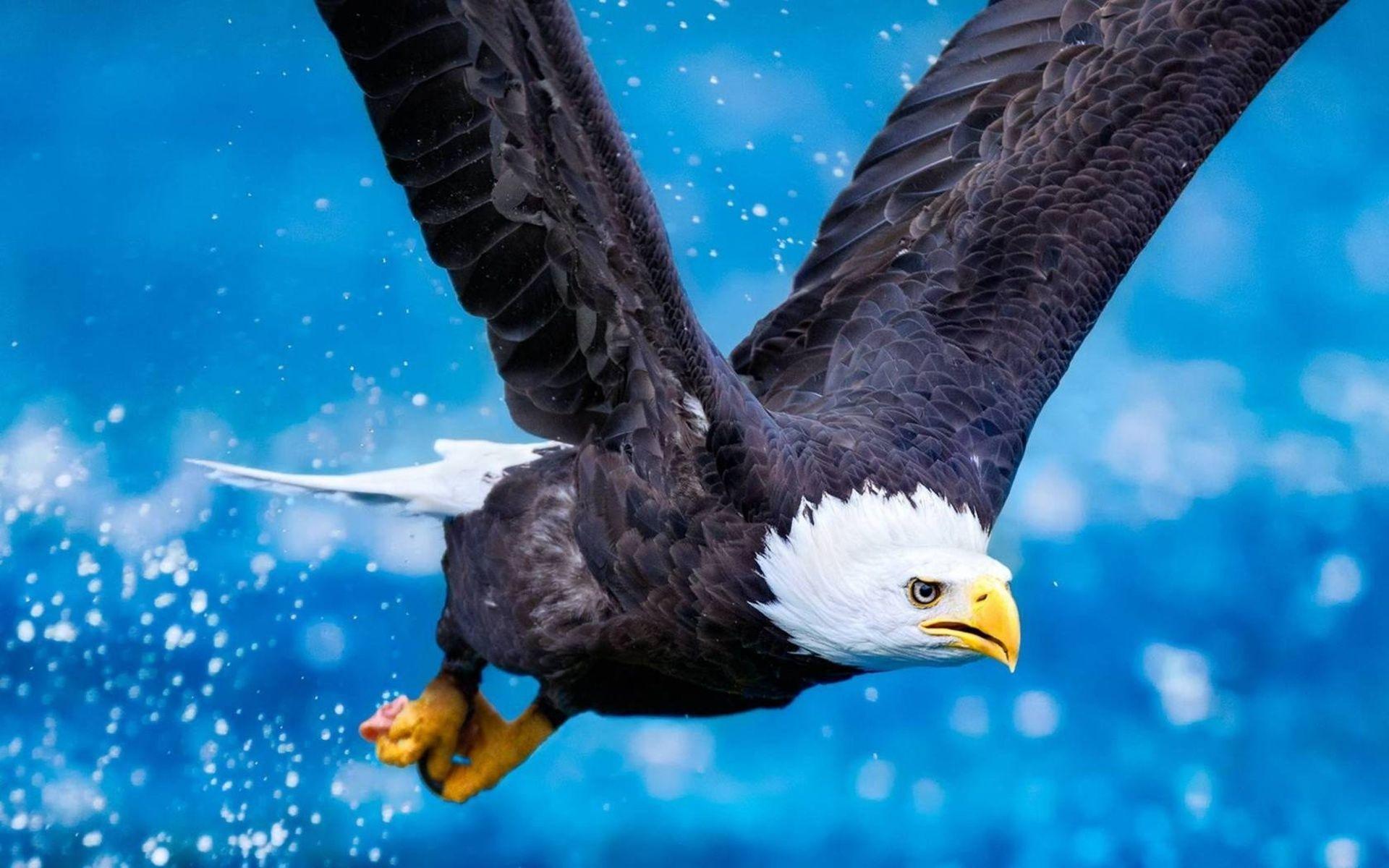 Eagle Computer Wallpapers, Desk 2K Backgrounds