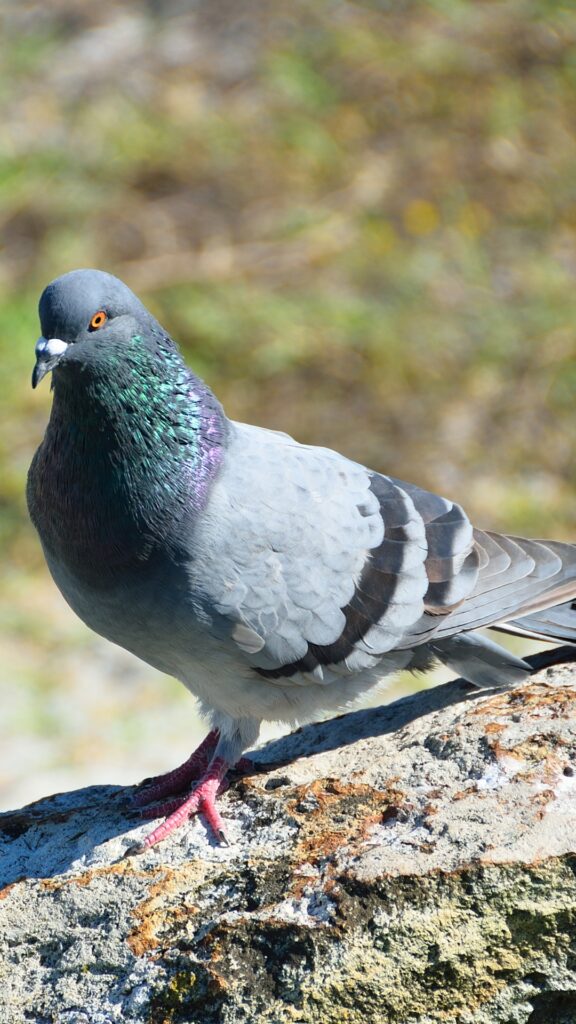 Animal|Pigeon