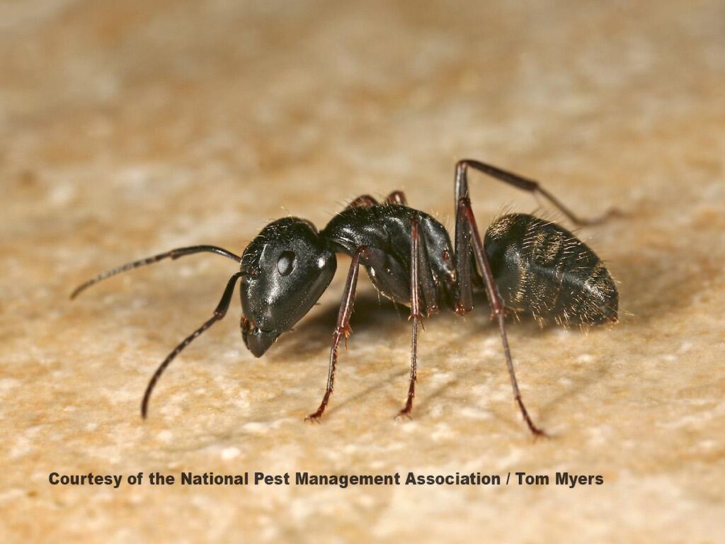 Black House Ants