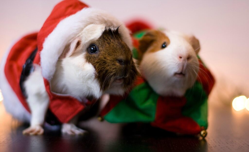 Guinea Pig Wallpapers Wallpaper Photos Pictures Backgrounds