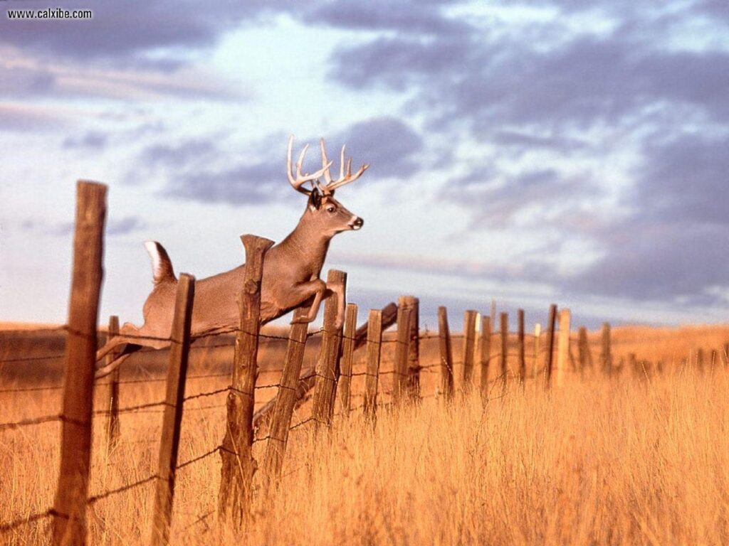 Deer Hunting Wallpapers For Computer Wallpapers × Hunting