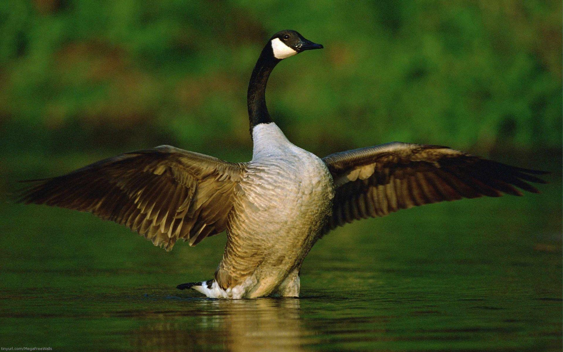 Goose 2K Wallpapers and Backgrounds