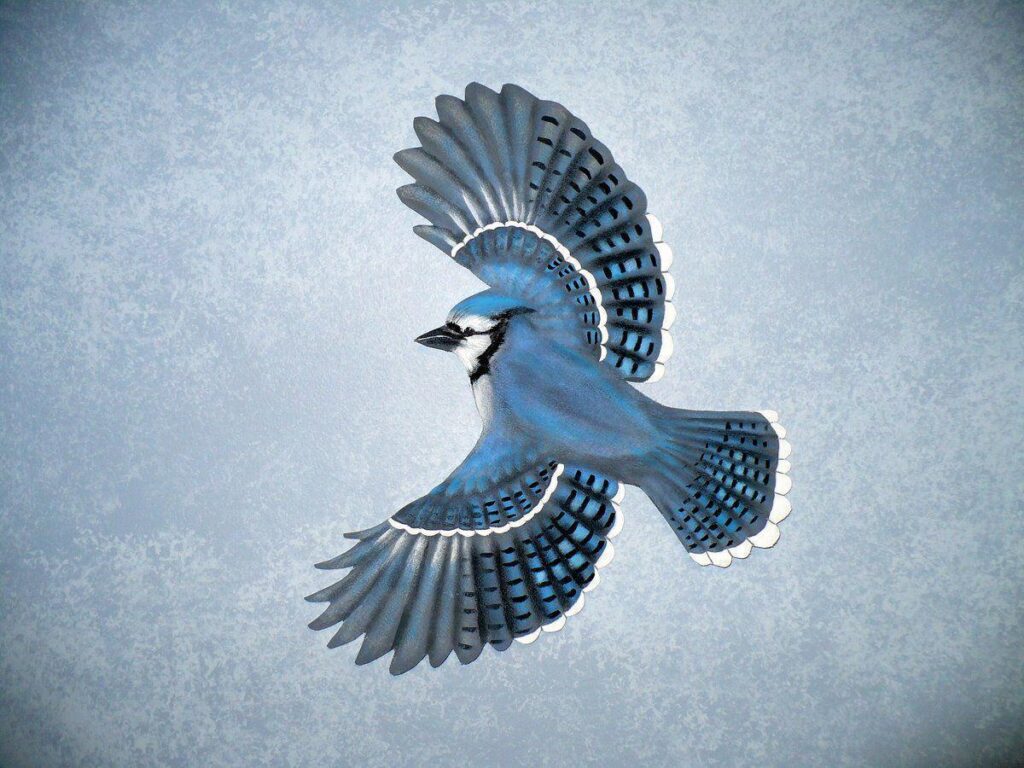 Love U Wallpapers blue jay backgrounds