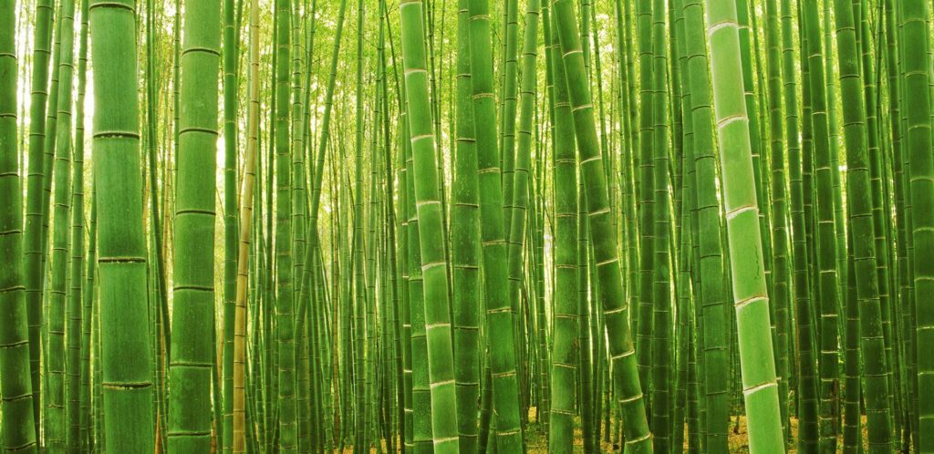 Sagano Bamboo Forest Wallpapers