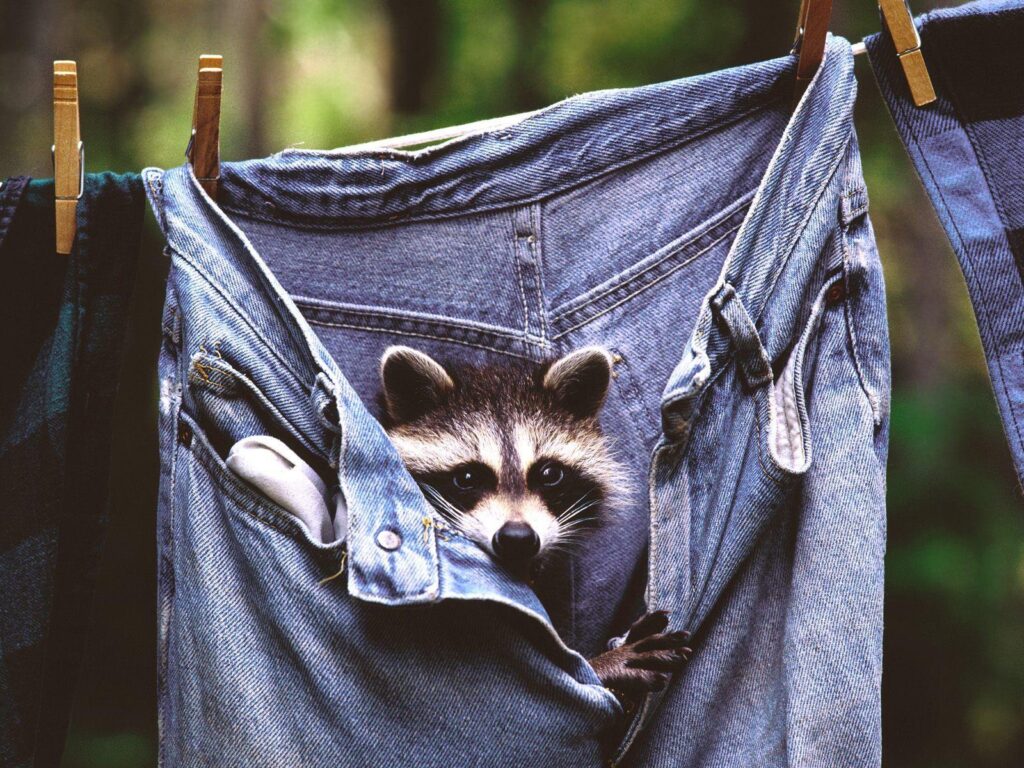 Jeans, animals, raccoons Wallpapers