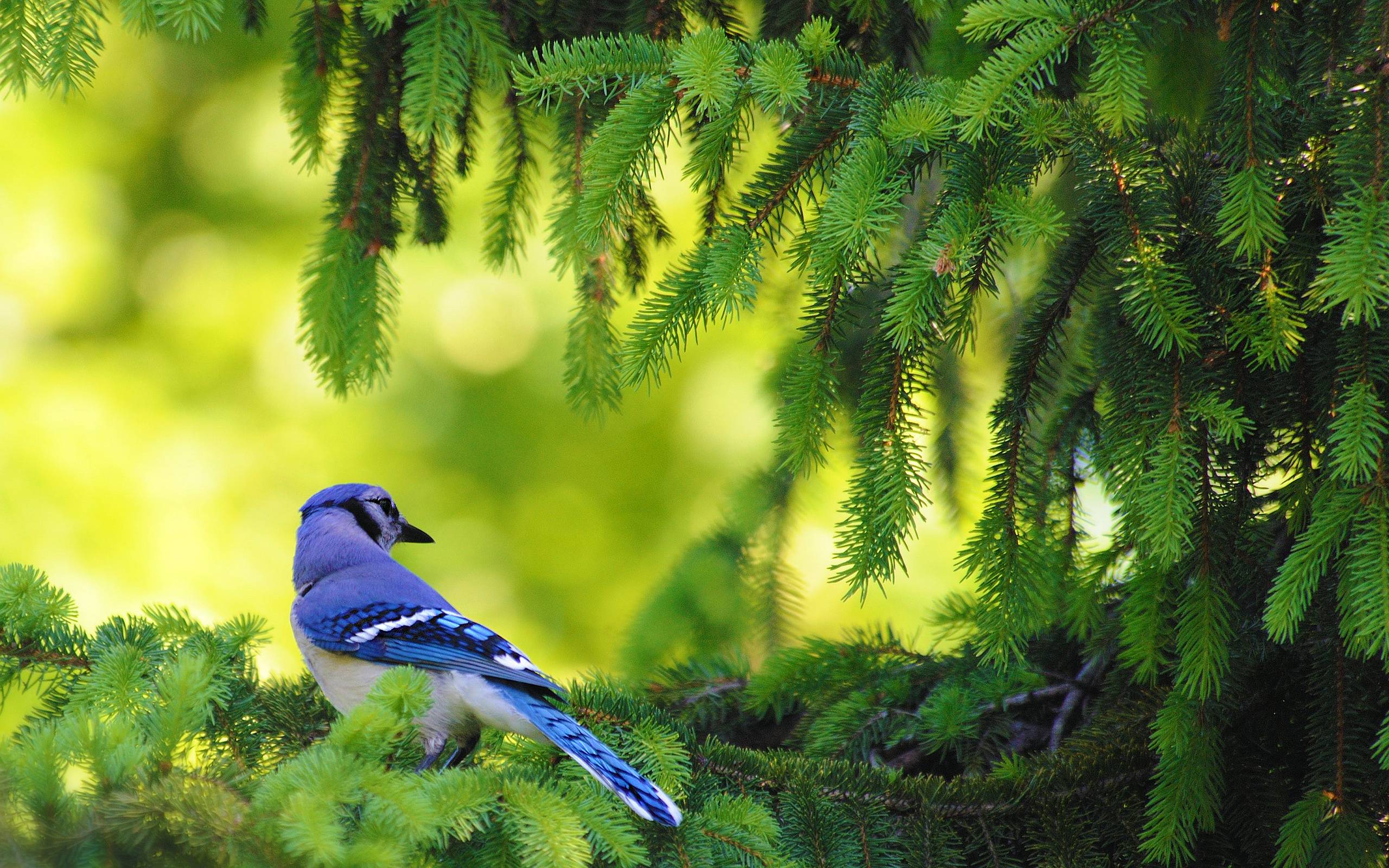 American Blue Jay wallpapers