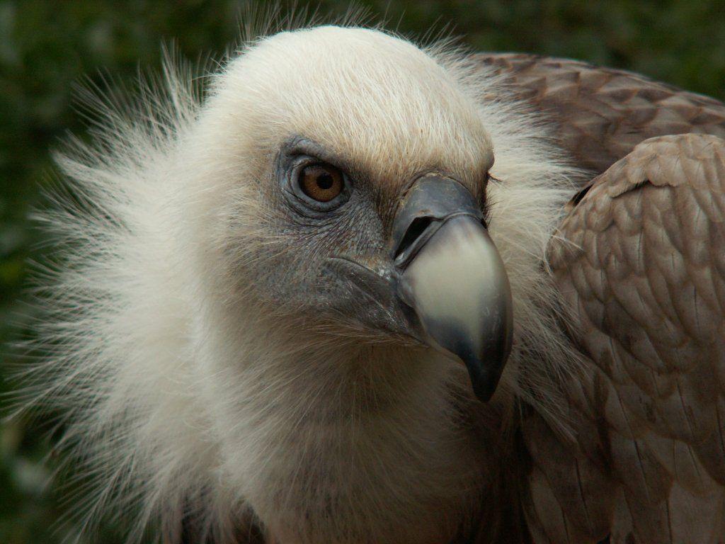 Griffon Vulture Head Close Up Wallpapers ×
