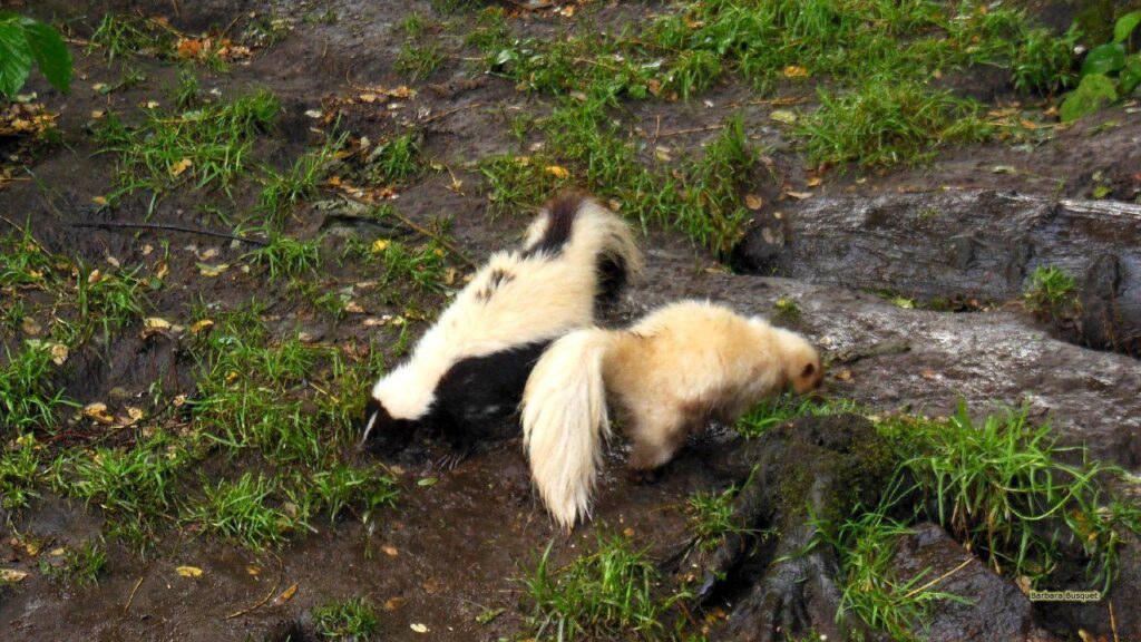 Skunks in zoo