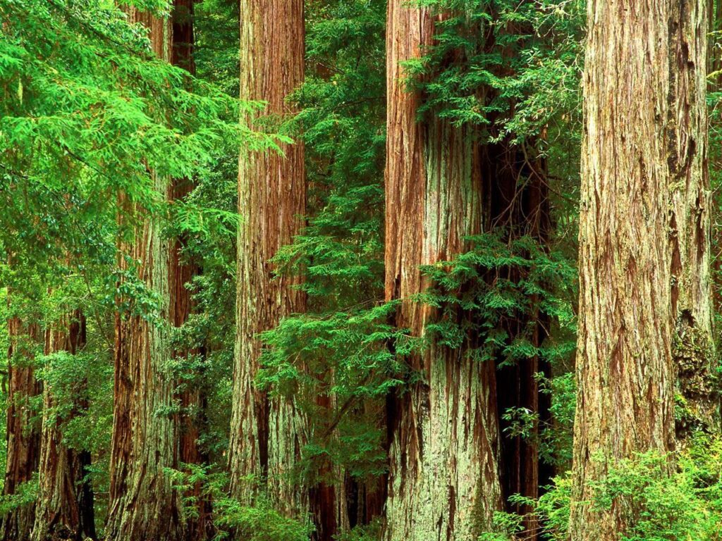 Petrified Redwood Forest National Park