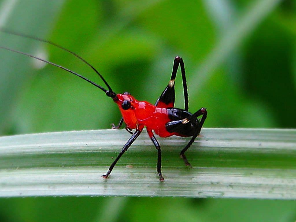 Daily Insect red crickets
