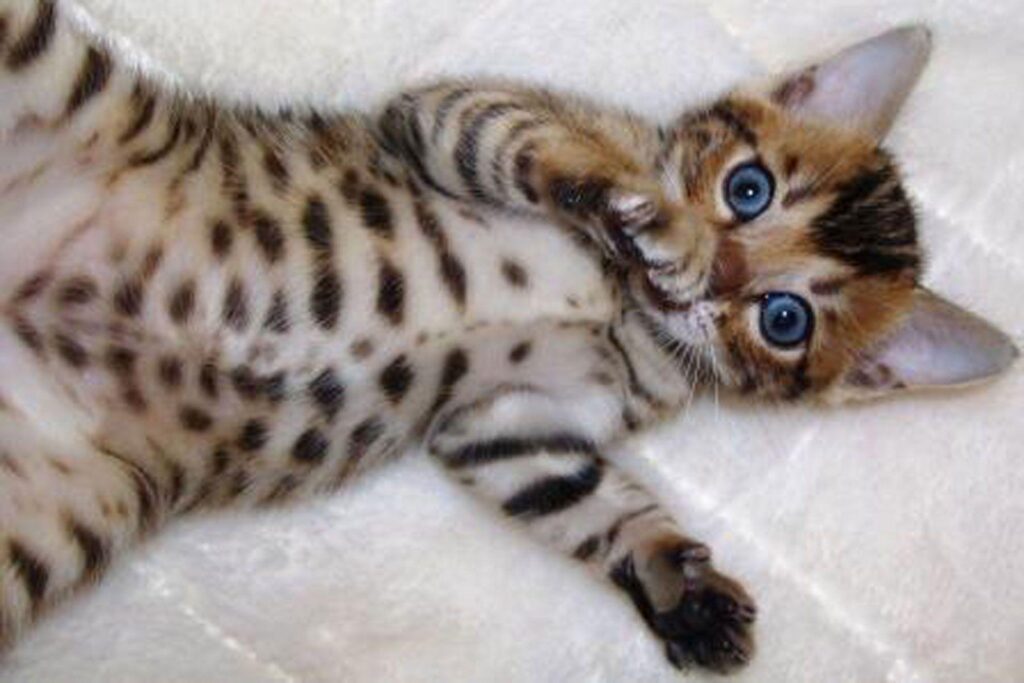 Bengal Cat wallpapers, Animal, HQ Bengal Cat pictures