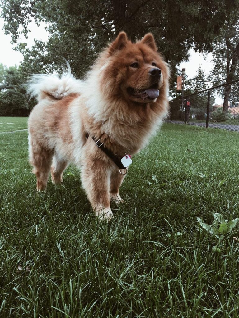 Chow Chow Pictures HD