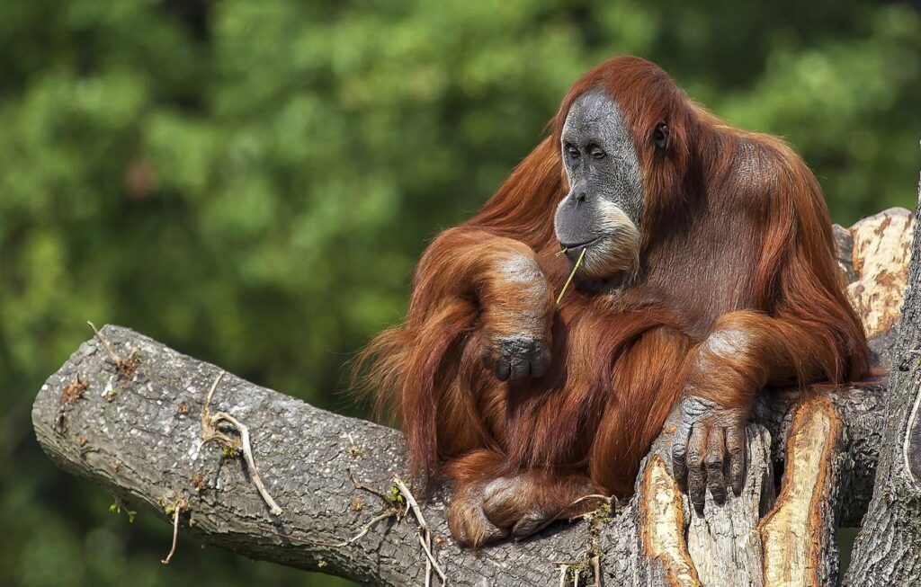Wallpapers tree, the primacy of, orangutan Wallpaper for desktop