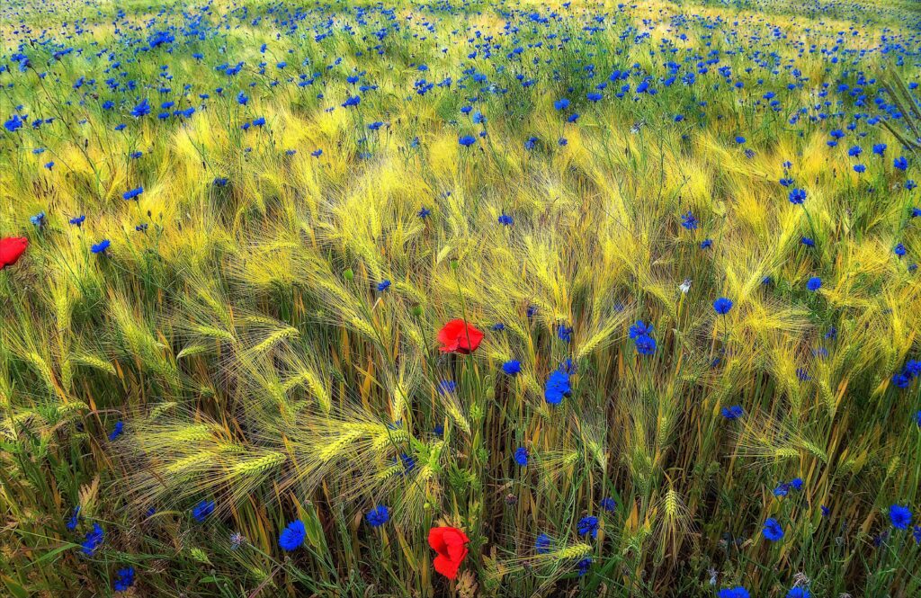 Wildflowers in Ukraine wallpapers and Wallpaper