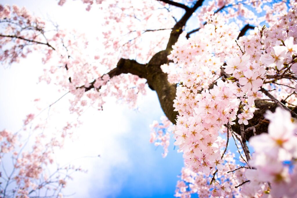 Cherry Blossom Wallpaper Beautiful Cherry Blossom ♡ 2K wallpapers and