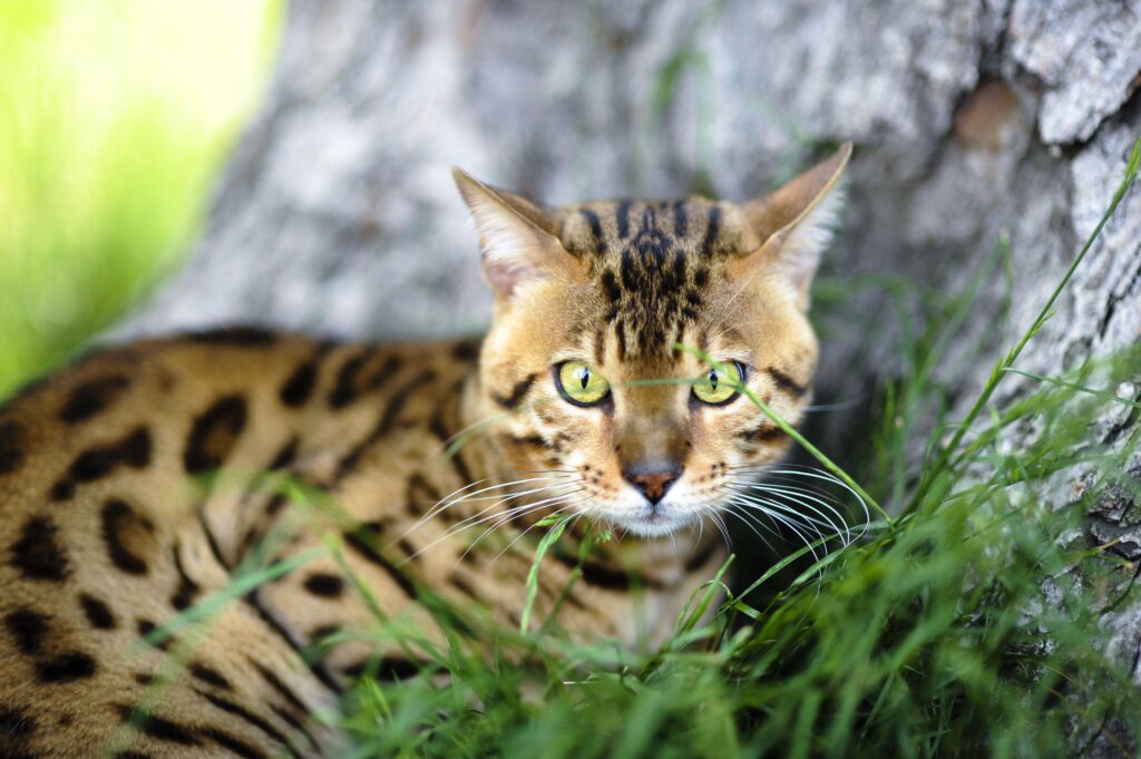 Bengal cat near a tree wallpapers and Wallpaper