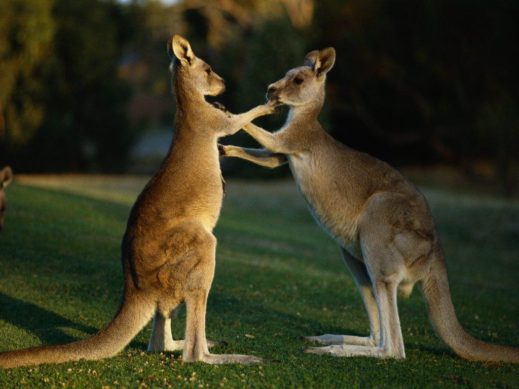 Animal Kangaroos wallpapers